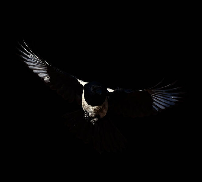 Marvin’s Morbid Morsels #2: Two For Joy