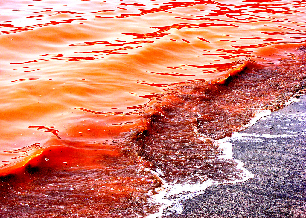 Cat Got Your Tongue?